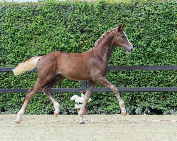 horse Stute von Lord Loxley I (Bavarian, 2018, from Lord Loxley I)