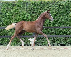 horse Stute von Lord Loxley I (Bavarian, 2018, from Lord Loxley I)