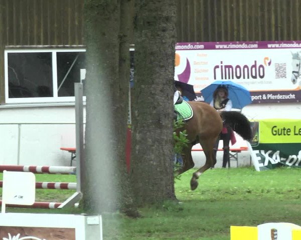 Reitturnier Memmingen 2017
