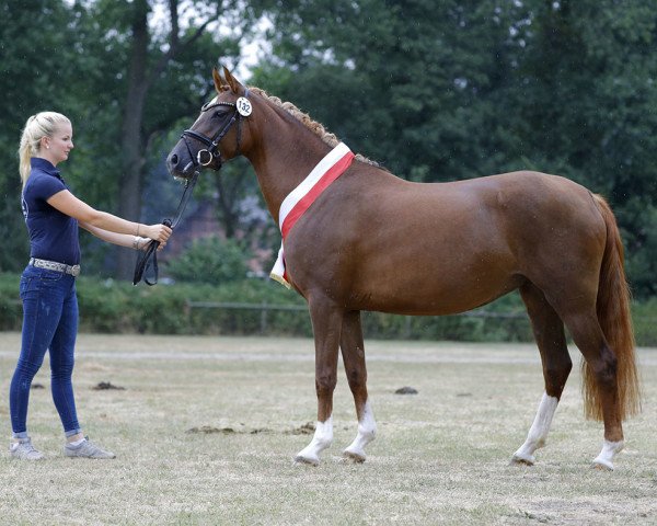 Pferd Picolina S.W. (Deutsches Reitpony, 2014, von Principal Boy)