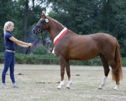 Pferd Picolina S.W. (Deutsches Reitpony, 2014, von Principal Boy)