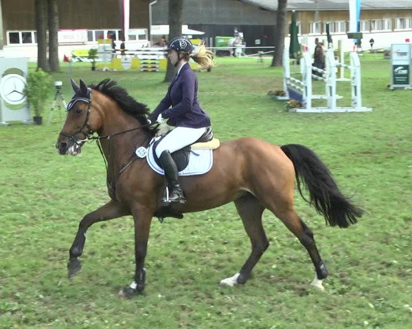 Reitturnier Memmingen 2017