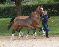 horse Hengst von Topas (Bavarian, 2018, from Birkhof's Topas Fbw)