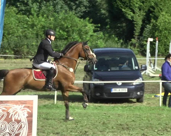 Reitturnier Memmingen 2017