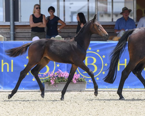 horse Fayalit 3 (German Sport Horse, 2018, from Rock Forever NRW)