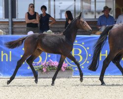 horse Fayalit 3 (German Sport Horse, 2018, from Rock Forever NRW)