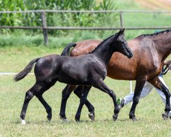 jumper Bon Noir v.M. (German Sport Horse, 2018, from Bon Coeur)
