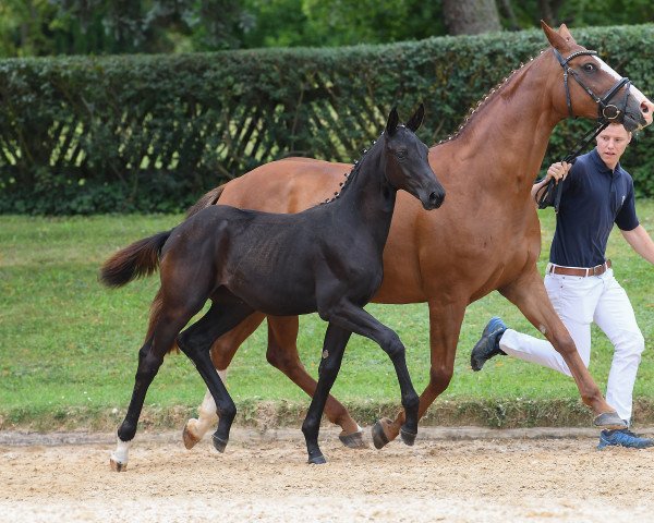 horse Stute von Daybreak M (Bavarian, 2018, from Daybreak M)