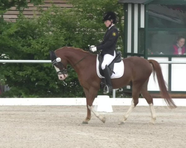 Reitturnier Fröhnerhof 2017