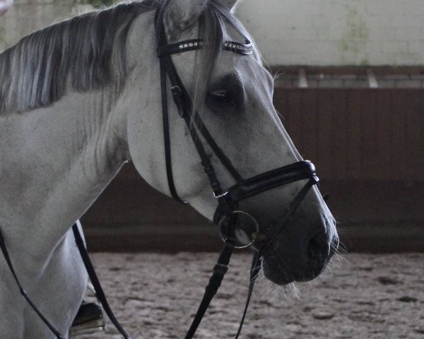 broodmare Indira (German Sport Horse, 2007, from Igor)