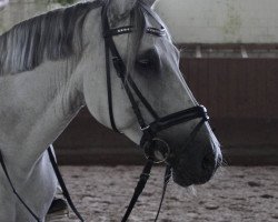 broodmare Indira (German Sport Horse, 2007, from Igor)