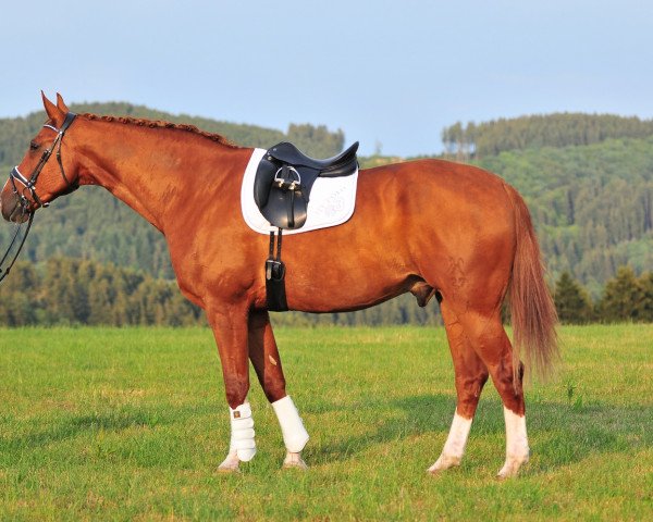 Dressurpferd Don Bellini H (Hannoveraner, 2003, von Don Bosco)