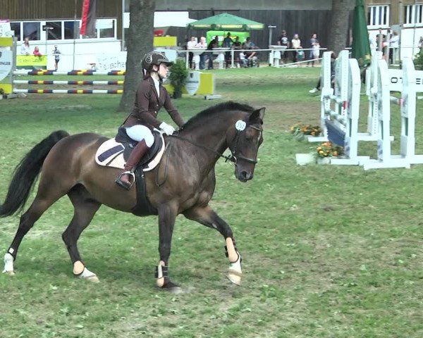 Reitturnier Memmingen 2017