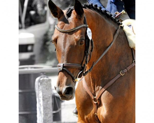 broodmare Sundance 74 (Oldenburg, 2008, from Sungold 2)