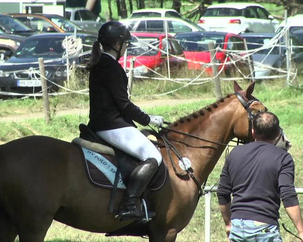 Reitturnier Memmingen 2017