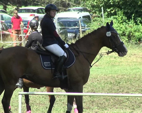 Reitturnier Memmingen 2017