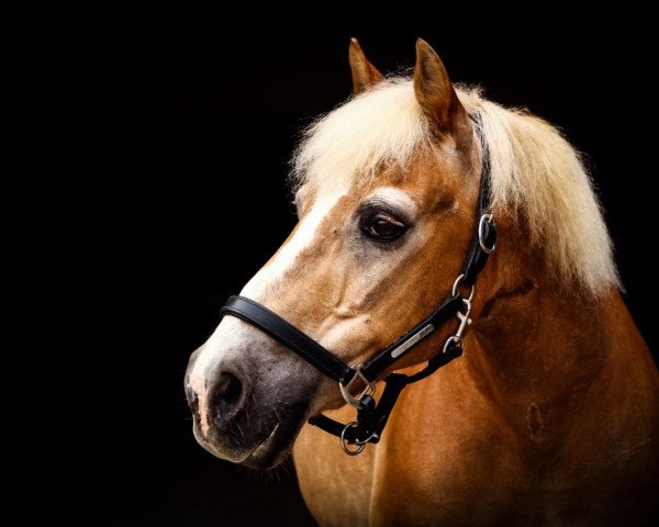 horse Henk (Haflinger, 1991)