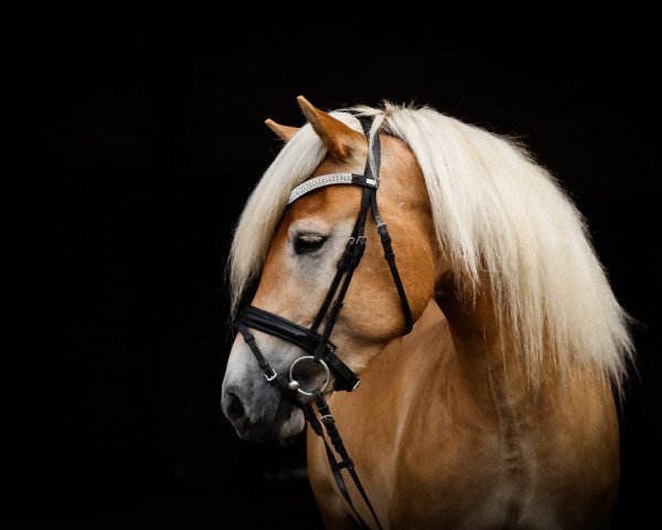 dressage horse Ashkii Avalon´s Heritage (Haflinger, 2015, from Alando)