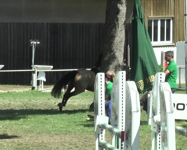 Reitturnier Memmingen 2017