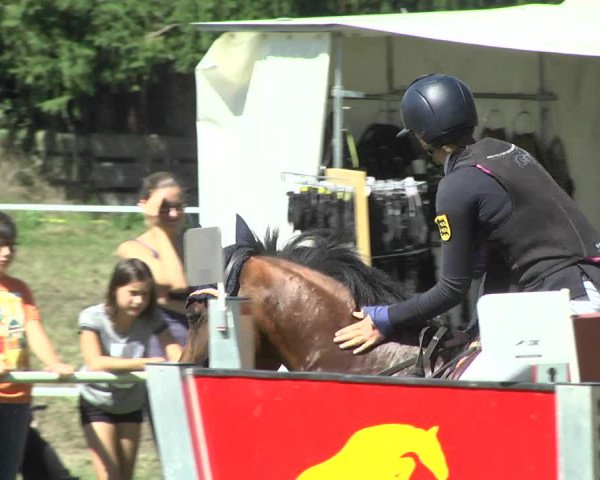 Reitturnier Memmingen 2017
