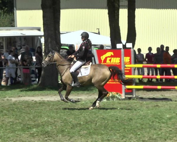 Reitturnier Memmingen 2017
