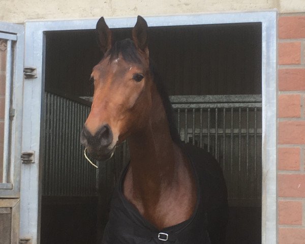 dressage horse Dolcefarniente N (Hanoverian, 2014, from Damsey FRH)