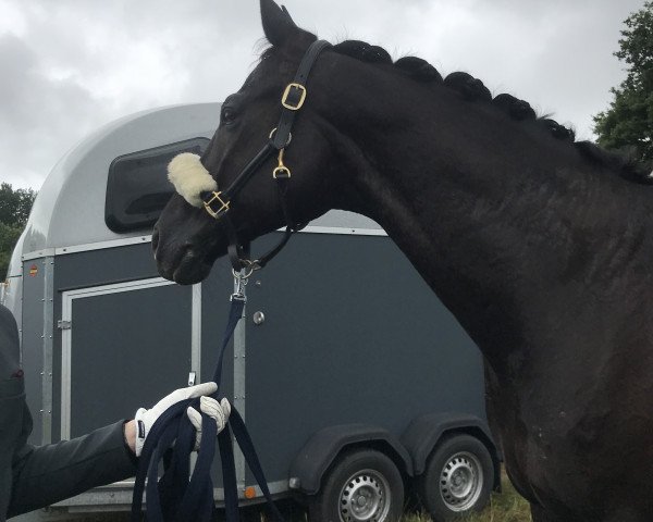 dressage horse Special Hit 3 (Hanoverian, 2008, from Sandro Hit)