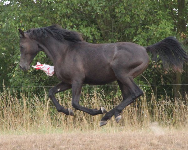 horse GH Madox (Arabian purebred, 2017, from Muddassir B' Mehamam)