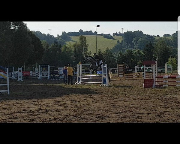 broodmare Cuweria (German Sport Horse, 2012, from Conturio)