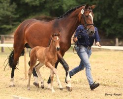 dressage horse Belina Rose MB (Westphalian, 2018, from Ballettmeister)