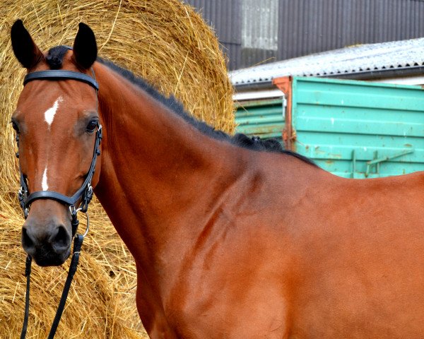 horse Carlotta (Hanoverian, 2006, from Colander)