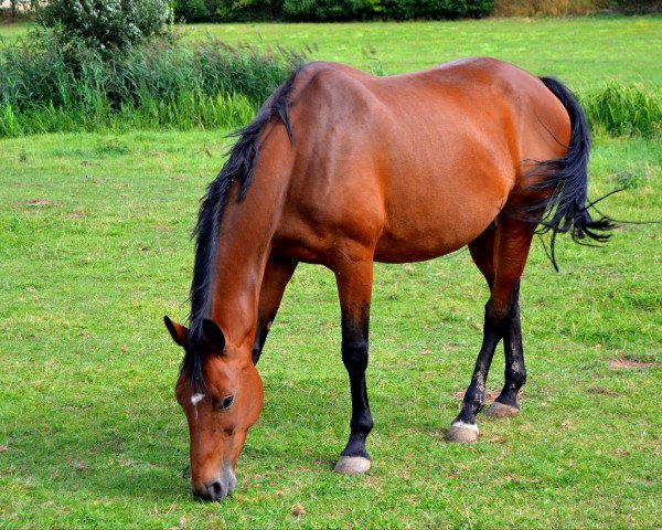 Zuchtstute Shirley (Hannoveraner,  , von Sir Shutterfly)