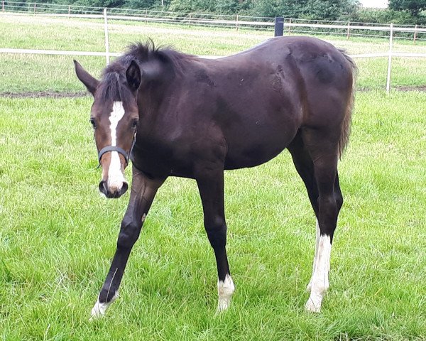 broodmare Plotti Blue Immo (Westphalian, 2017, from Plot Blue)