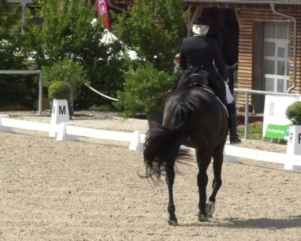 Reitturnier Fröhnerhof 2017