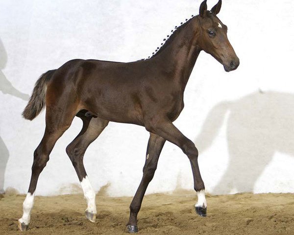 Deckhengst Colani Von Worrenberg CH (Schweizer Warmblut, 2007, von Catwalk IV)