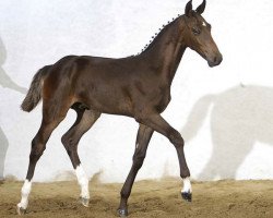 stallion Colani Von Worrenberg CH (Swiss Warmblood, 2007, from Catwalk IV)