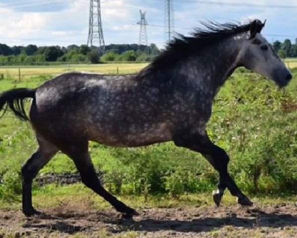 horse Bergstürmerin (Trakehner, 2012, from Bazar ShA)