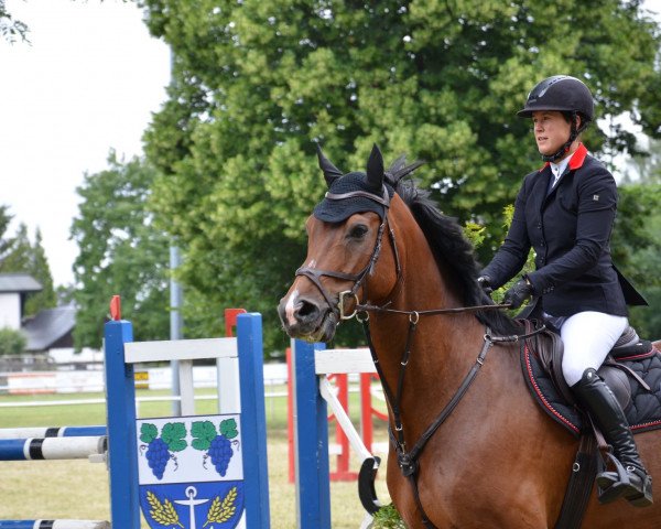 jumper Carlson W (German Sport Horse, 2011, from Chap 47)