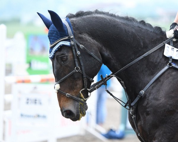 jumper Lassalle (Württemberger, 2000, from Lenys Lemon)