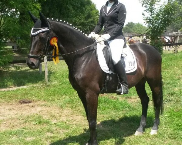 dressage horse Stand up 3 (Württemberger, 2004, from Stedinger)