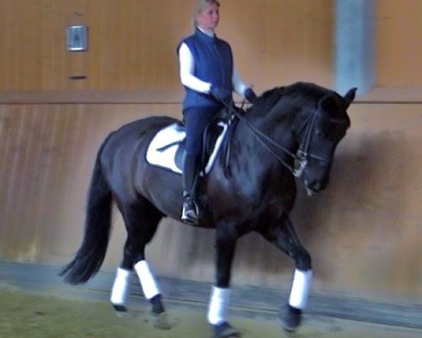 dressage horse Ronaldinho 4 (Oldenburg, 2000, from Roy Black)
