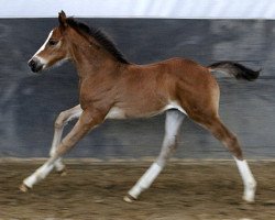 Springpferd Pique Siraxta Z (Zangersheide Reitpferd, 2018, von Plot Blue)