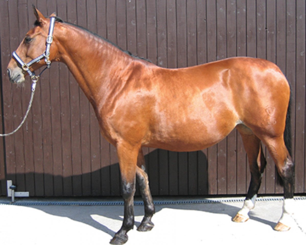 broodmare Primavera (Westphalian, 1992, from Pilot)