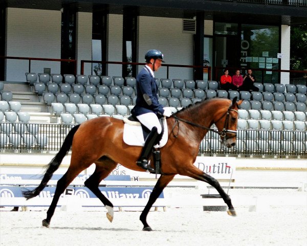 horse Hacinia S (KWPN (Royal Dutch Sporthorse), 2012, from Bon Bravour)
