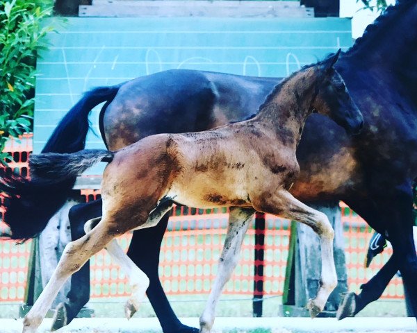 horse Der große Bauer JJ (Rhinelander, 2017, from Diamond Hit)