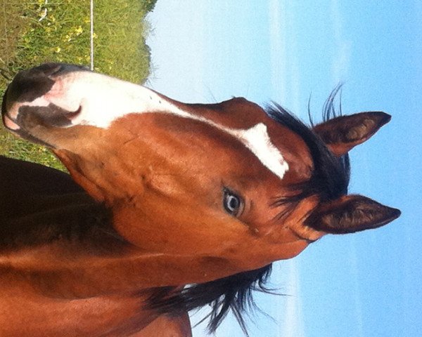 Springpferd Candor K (Mecklenburger, 2010, von Campione)