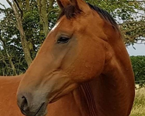 broodmare Corona Z (Zangersheide riding horse, 2015, from Crown Z)