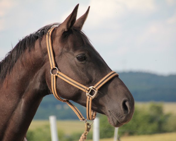 broodmare Little Lady (Zweibrücken, 1999, from Landor S)