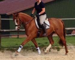 dressage horse Amazing Grace 61 (Rhinelander, 2011, from Abanos)