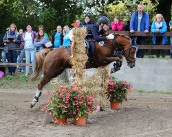 jumper Chip Colorado (Welsh Mix, 2002)